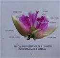  Partial inflorescence